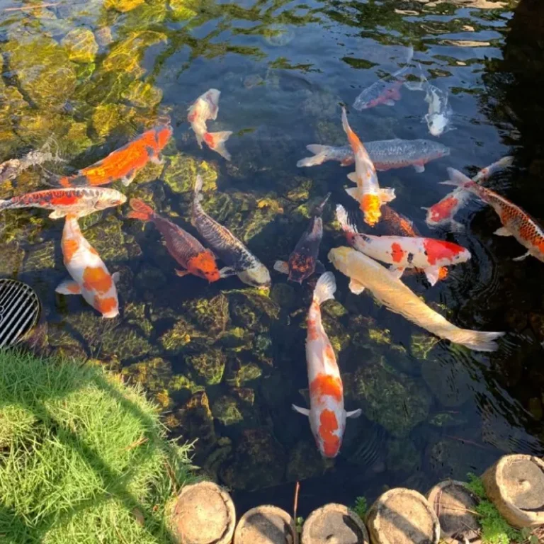 cá cảnh