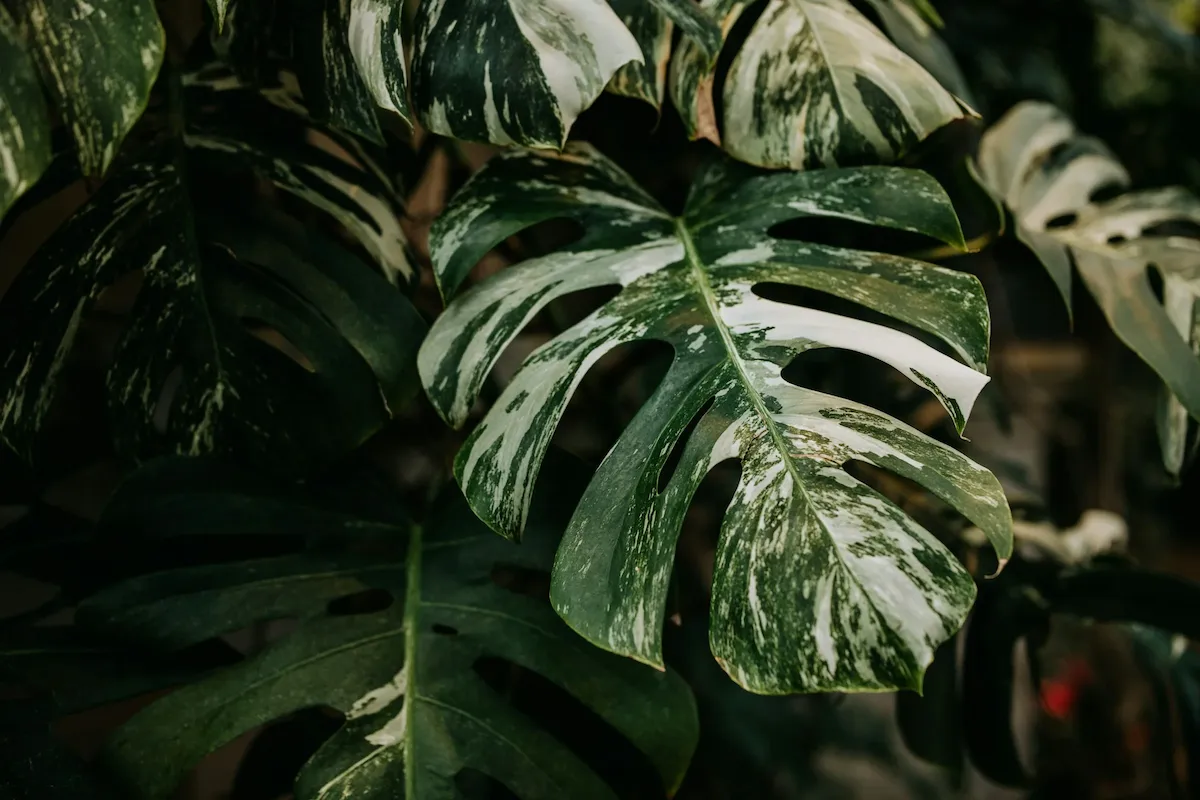 monstera deliciosa albo variegata