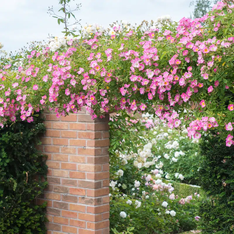 Kew Rambler rose