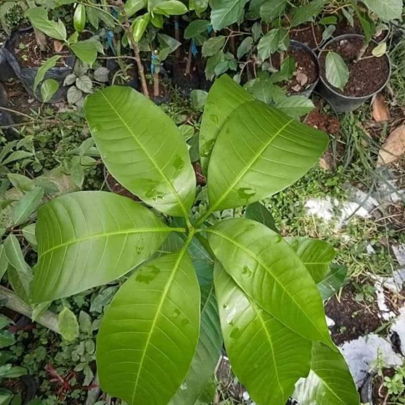 Cây giống xoài keo Nguồn giống xoài keo