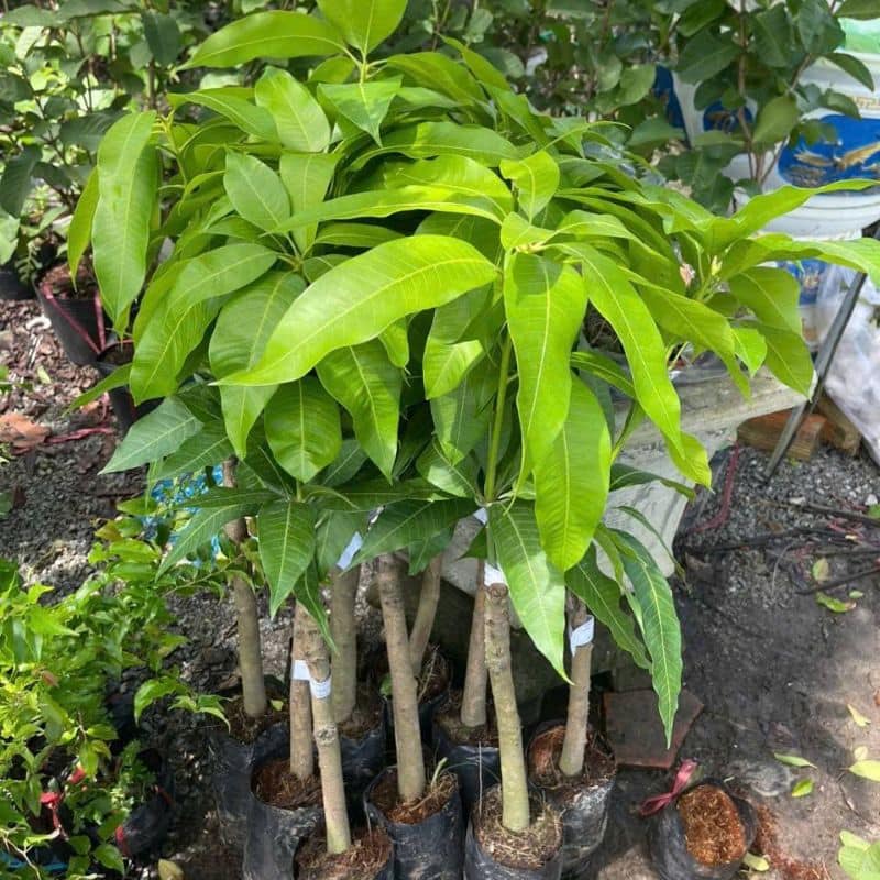 Cây giống xoài keo Đặc điểm giống xoài keo