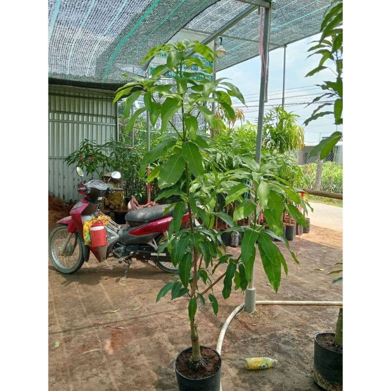 Cây giống xoài keo Kỹ thuật trồng xoài keo