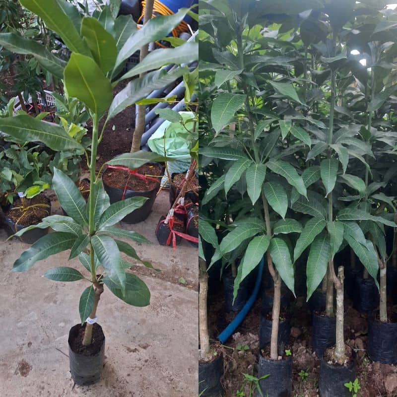 Cây giống xoài keo Cách chọn cây giống xoài keo