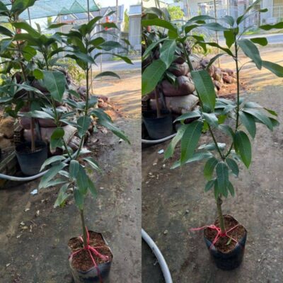 Chăm sóc cây giống xoài keo