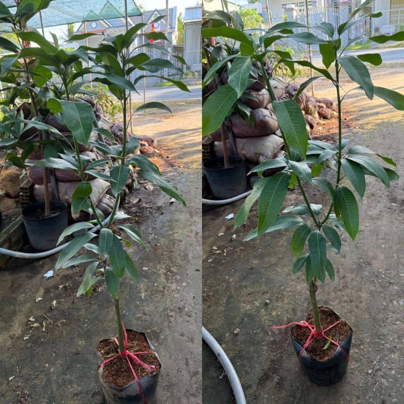 Cây giống xoài keo Chăm sóc cây giống xoài keo