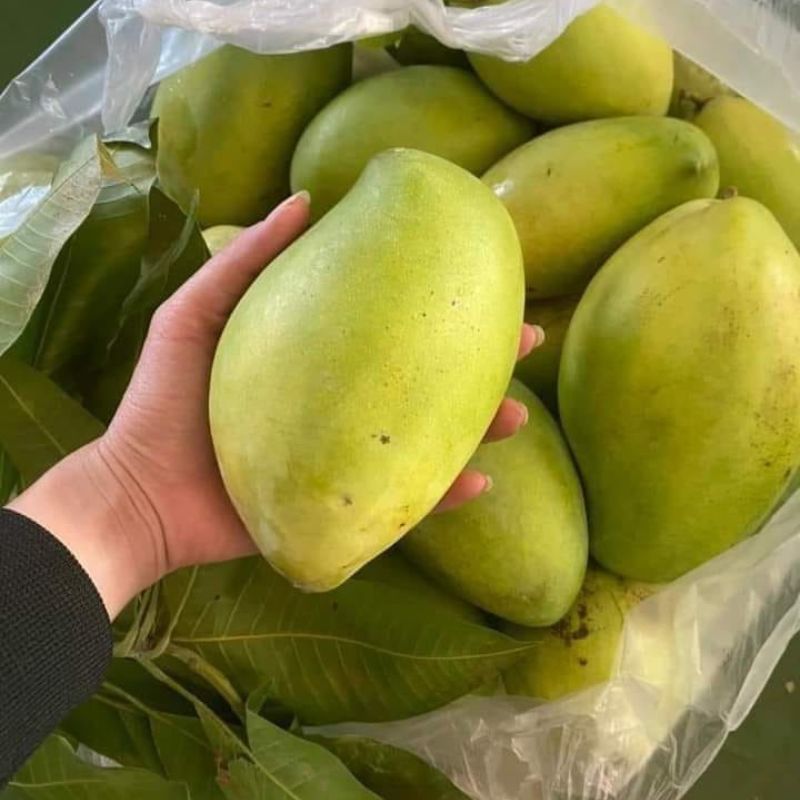 Cây giống xoài keo Trái xoài keo khi thu hoạch