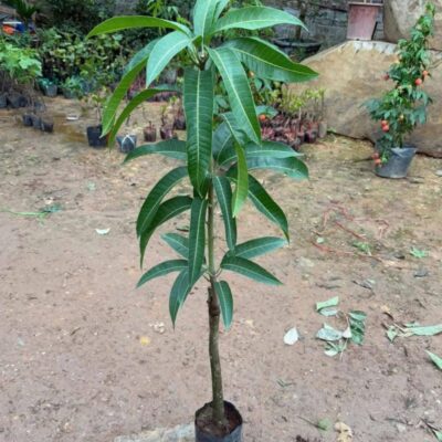 Cây giống xoài Úc Đặc điểm cây giống xoài Úc