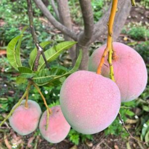 Đặc điểm trái xoài Úc