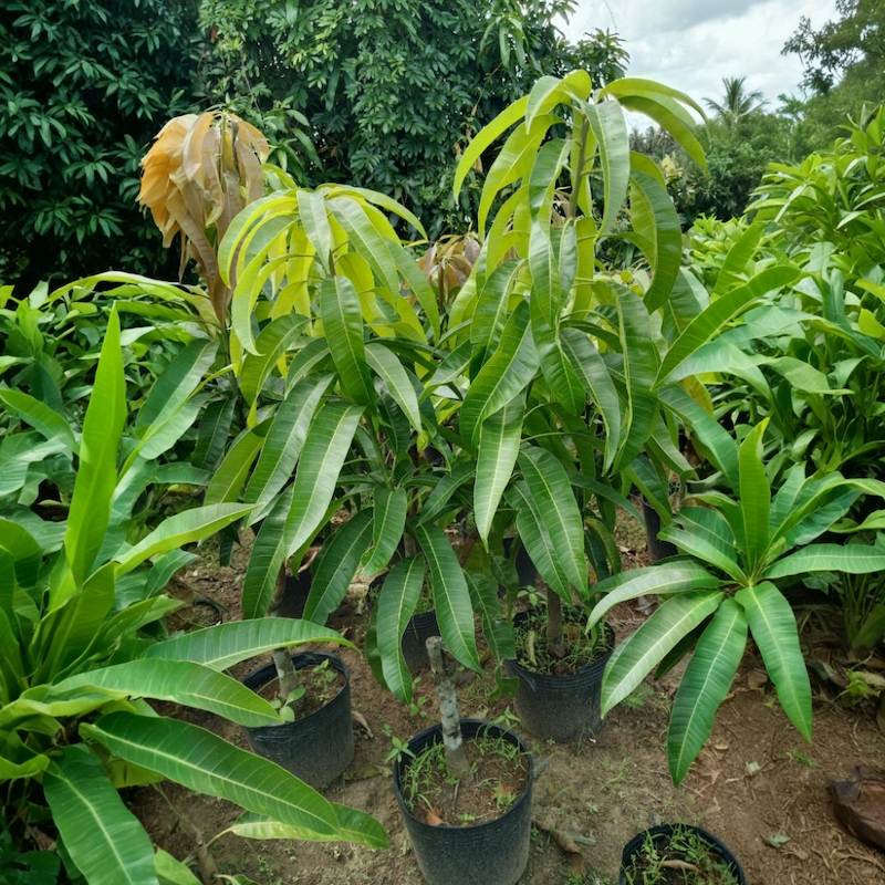 Cây giống xoài Úc Cây xoài Úc cỡ lớn