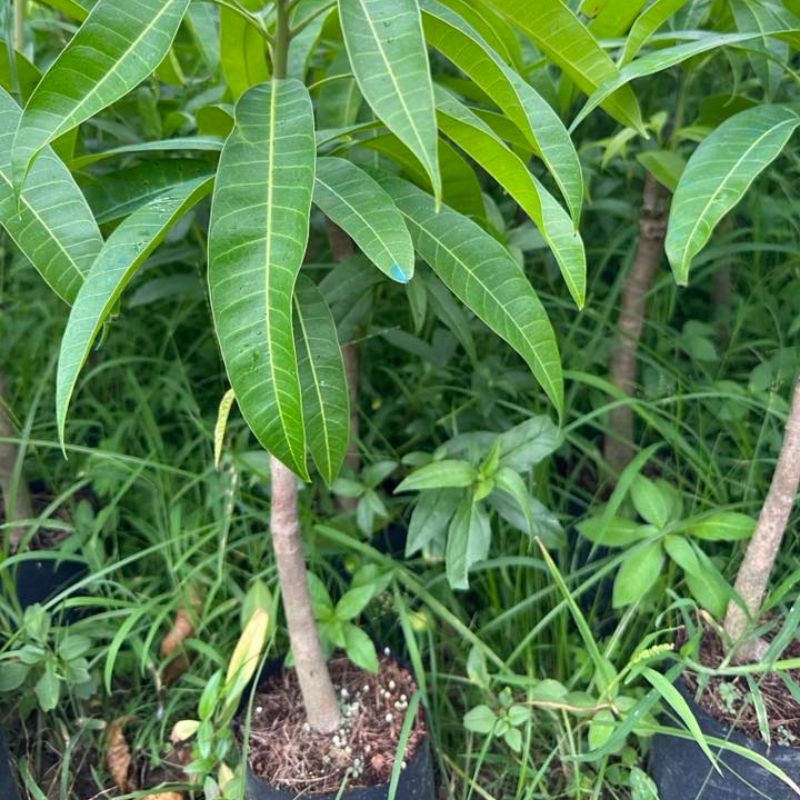 Cây giống xoài Úc Kỹ thuật chăm sóc cây xoài Úc