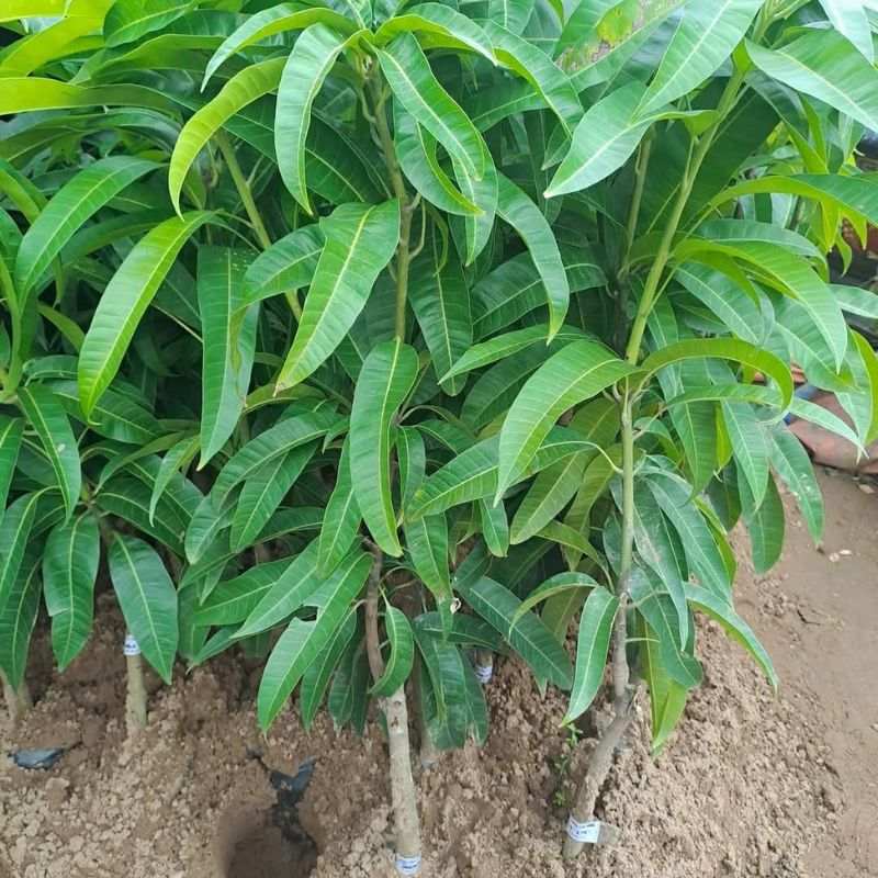 Cây giống xoài Úc Cách trồng cây xoài Úc giống