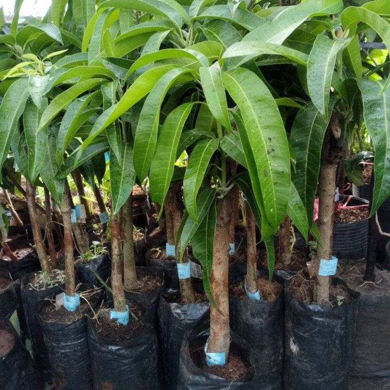 Cây giống xoài Úc Cây giống ghép xoài Úc