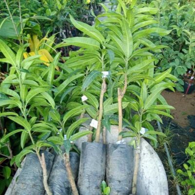 Cây giống xoài Úc cây giống xoài Úc xuất khẩu