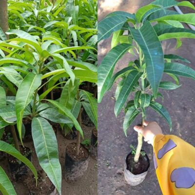 Cây giống xoài Úc Cây xoài Úc giống tốt, giá tại vườn