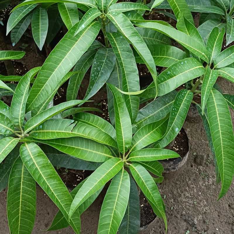 Cây giống xoài Úc Năng suất cây xoài Úc khí hậu miền Nam