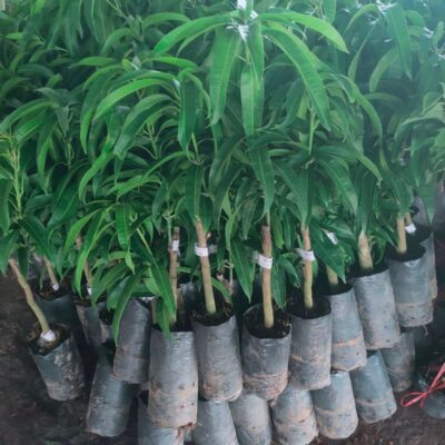 Cây giống xoài Úc NATA Garden cung cấp cây xoài Úc giá tốt