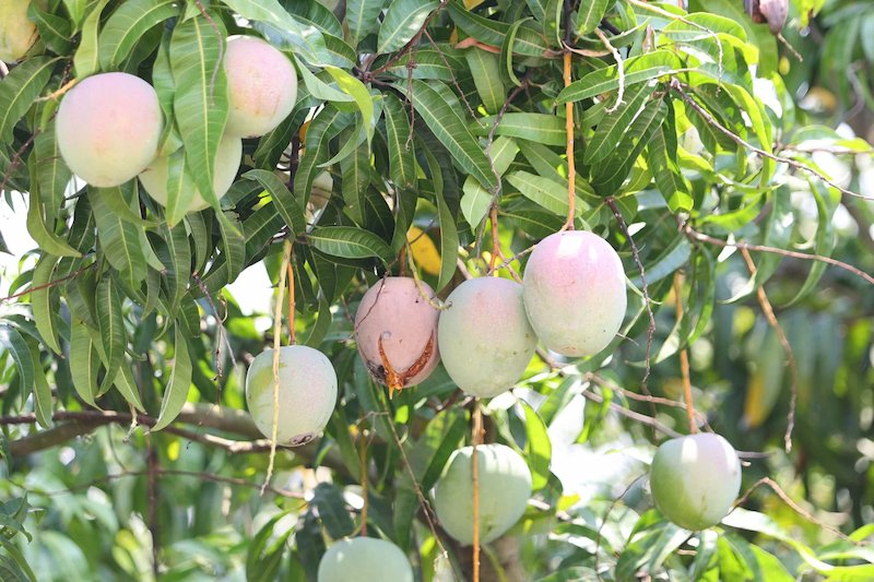 Cây giống xoài Úc cây xoài úc