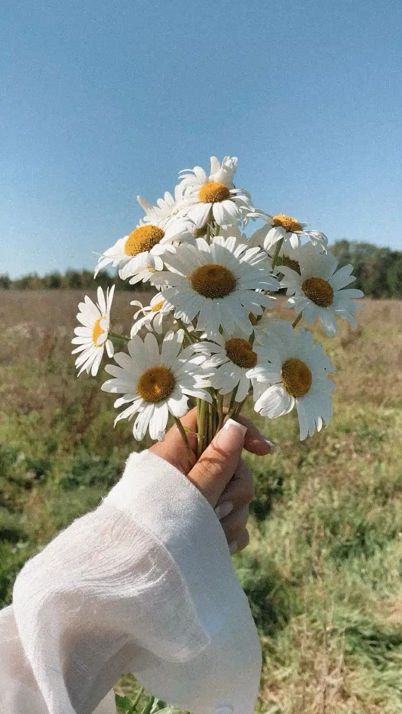 daisy for spring