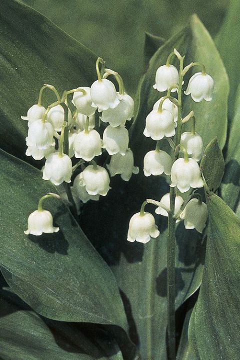 white little flower