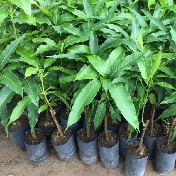 xoài cát hòa lộc