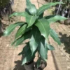 xoài keo