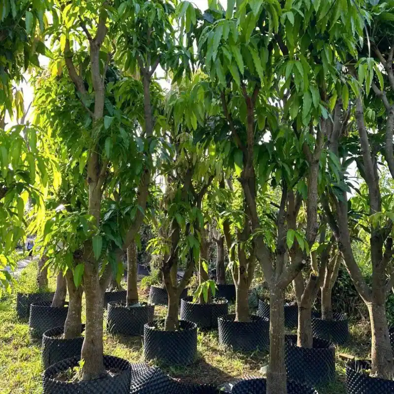 Cây giống xoài cát Hòa Lộc xoài cát Hòa Lộc trưởng thành