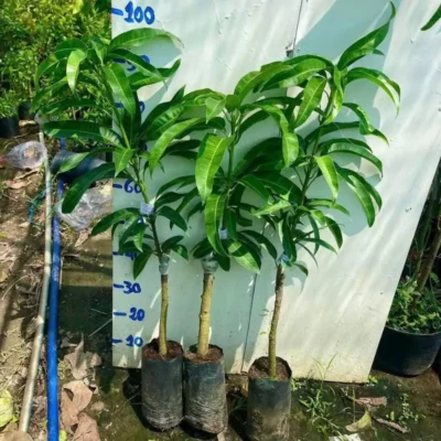 Mua cây giống xoài cát Hòa Lộc