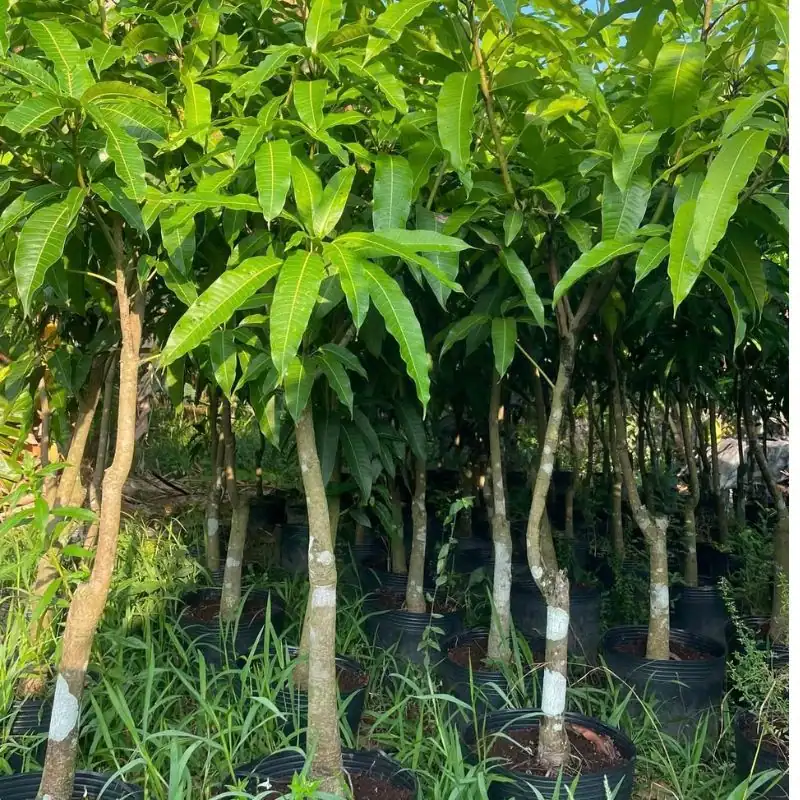 Cây giống xoài cát Hòa Lộc Cây xoài cát Hòa Lộc ghép
