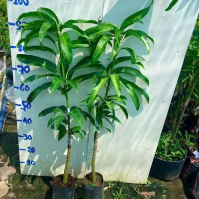 Cây giống xoài cát Hòa Lộc