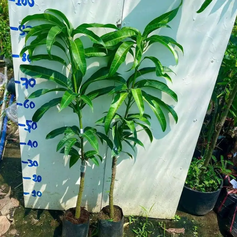 Cây giống xoài cát Hòa Lộc Cây giống xoài cát Hòa Lộc
