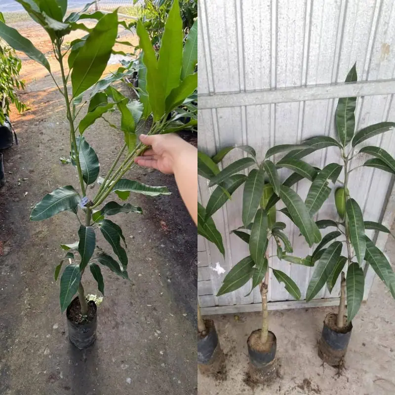 Cây giống xoài cát Hòa Lộc Cây giống xoài cát Hòa Lộc