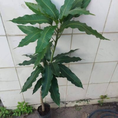 Chăm sóc cây xoài cát Hòa Lộc