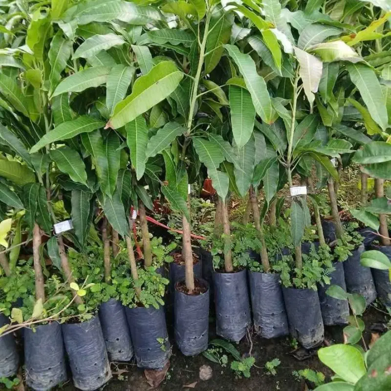 Cây giống xoài cát Hòa Lộc Kỹ thuật trồng giống xoài cát Hòa Lộc