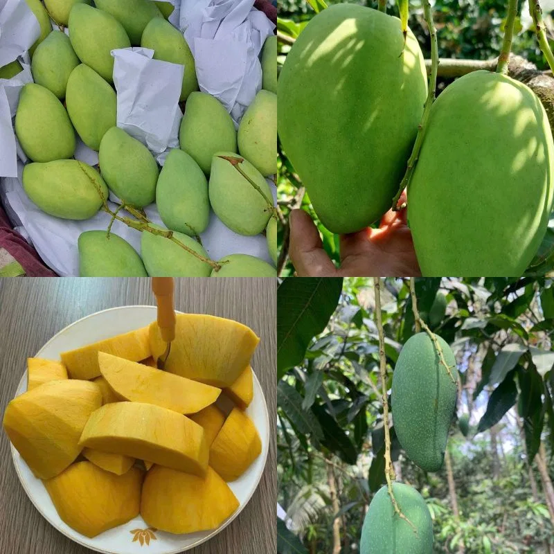 Cây giống xoài cát Hòa Lộc Thu hoạch xoài cát Hòa Lộc