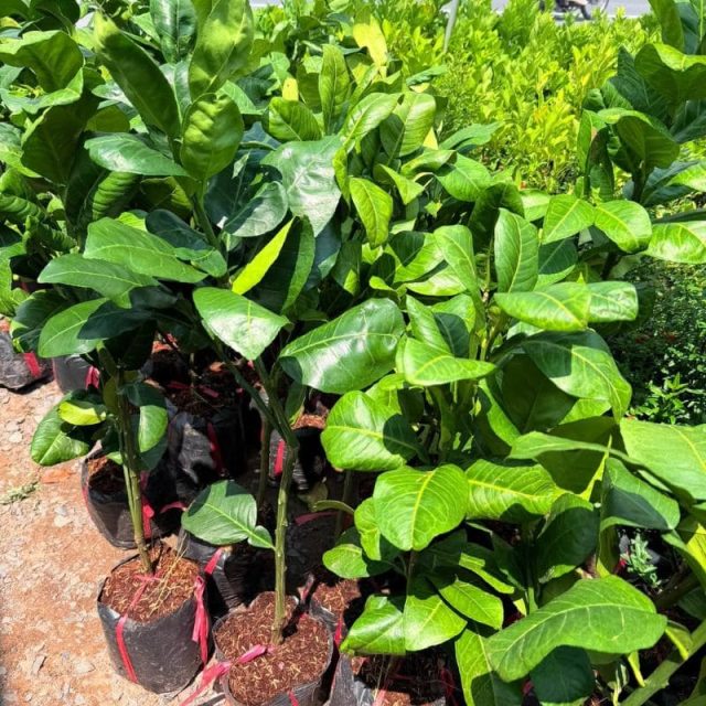 cây giống bưởi da xanh