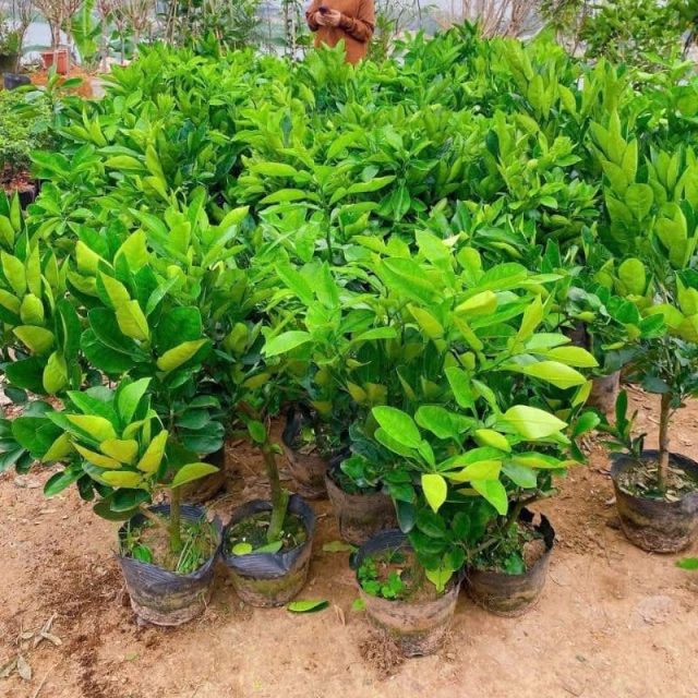 cây giống bưởi diễn