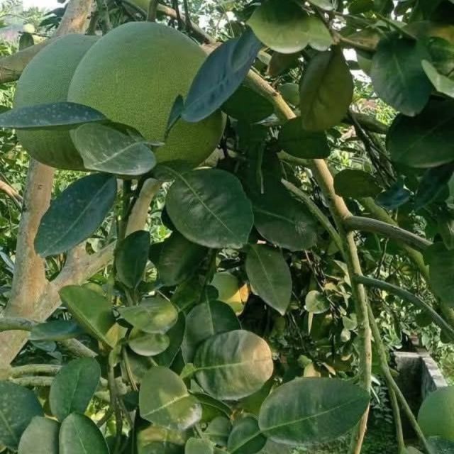 cây giống bưởi hoàng