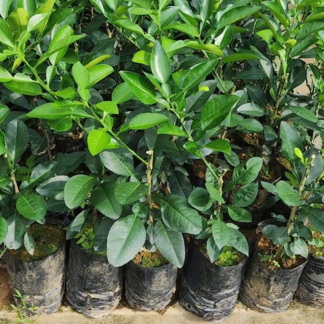 cây giống bưởi phúc trạch