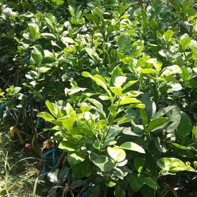 cây giống bưởi tân triều