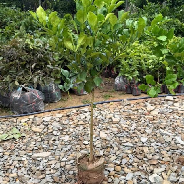 cây giống bưởi tiến vua