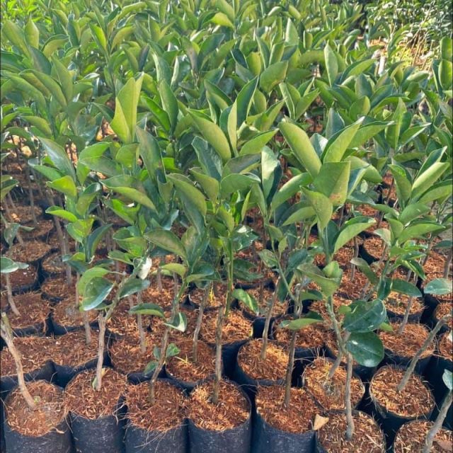 cây giống cam xoàn