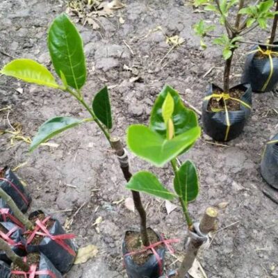 Cây giống mít nghệ xưa cây giống mít nghệ xưa