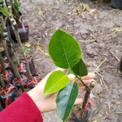 Cây giống mít nghệ xưa chọn cây giống mít nghệ xưa