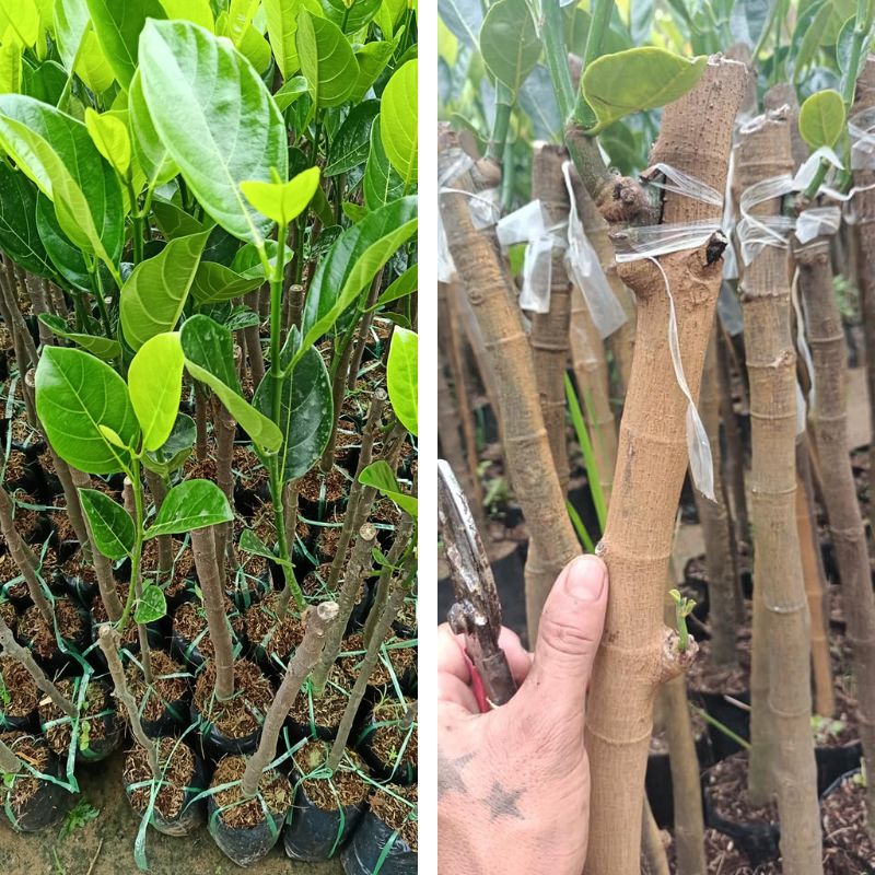 Cây giống mít nghệ xưa cung cấp cây giống mít nghệ xưa