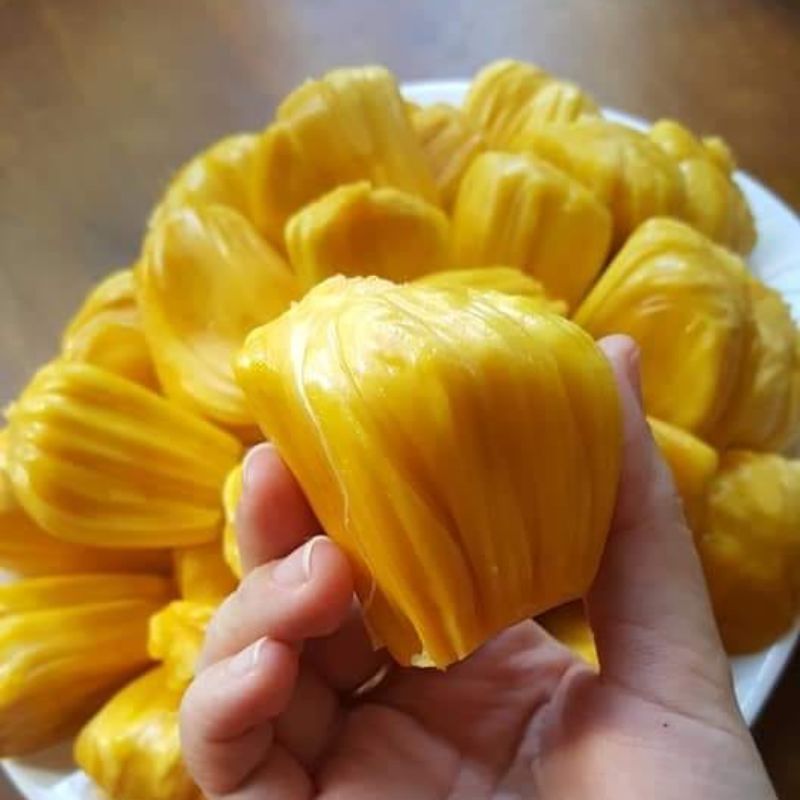 Cây giống mít nghệ xưa trái mít nghệ xưa