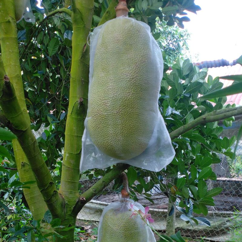 Cây giống mít nghệ xưa trái mít nghệ xưa