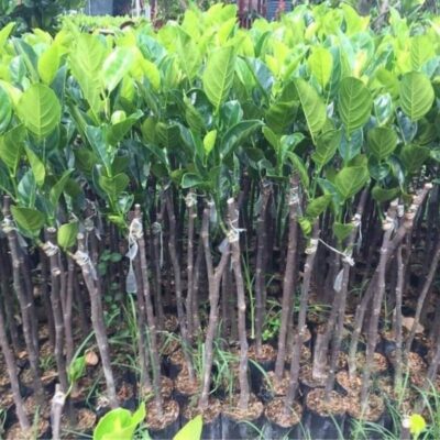 Cây giống mít nghệ xưa cách trồng cây giống mít nghệ xưa