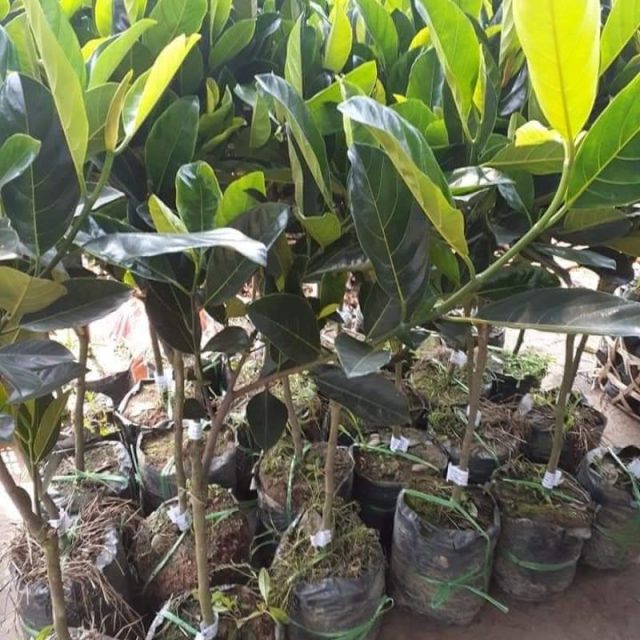 cây giống mít nghệ xưa