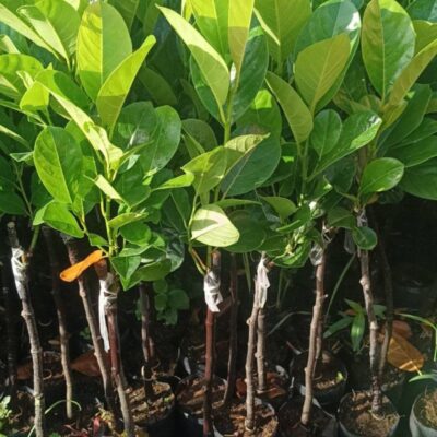 Cây giống mít ruột đỏ indo