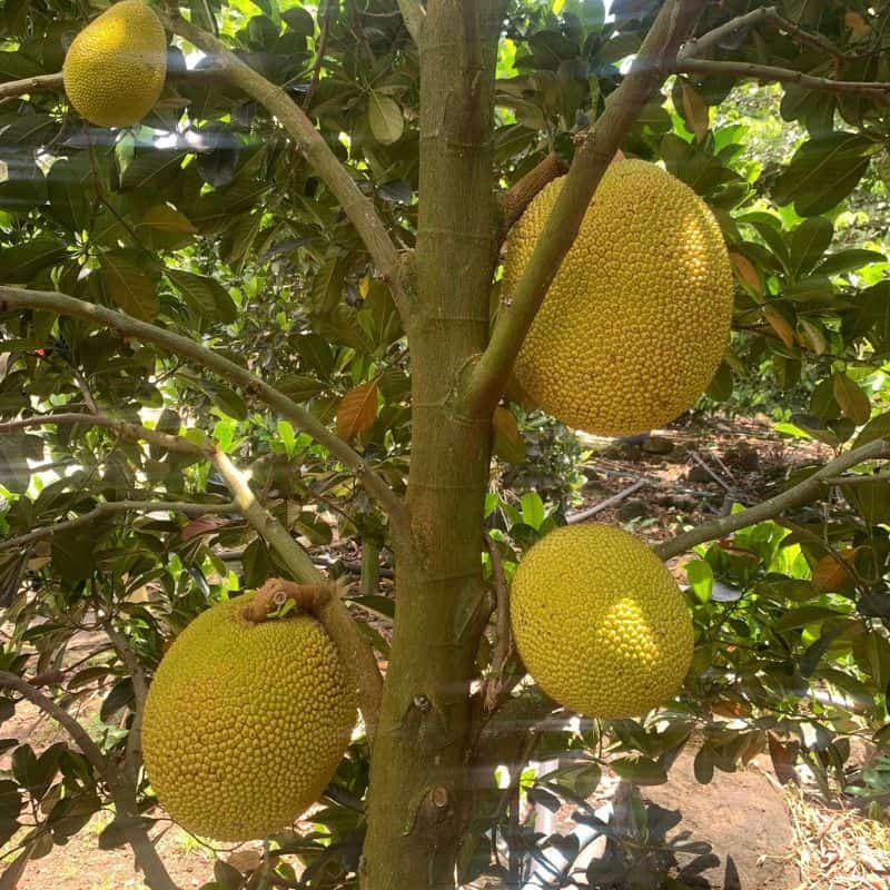 Mít ruột đỏ Indonesia trái mít ruột đỏ